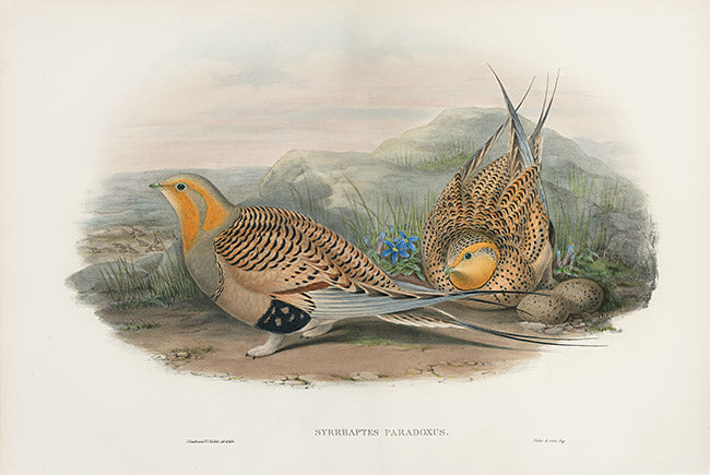 John Gould Birds Britain Pallas's Sandgrouse