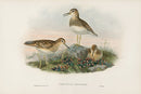 John Gould Birds Britain Pectoral Sandpiper - Panteek Antique Prints