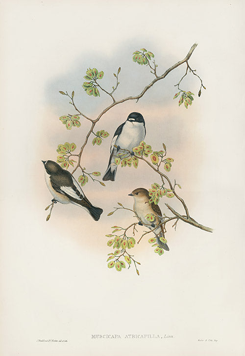 John Gould Birds Britain Pied Flycatcher