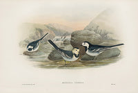 John Gould Birds Britain Pied Wagtail - Panteek Antique Prints