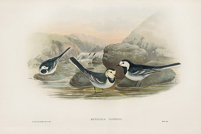 John Gould Birds Britain Pied Wagtail