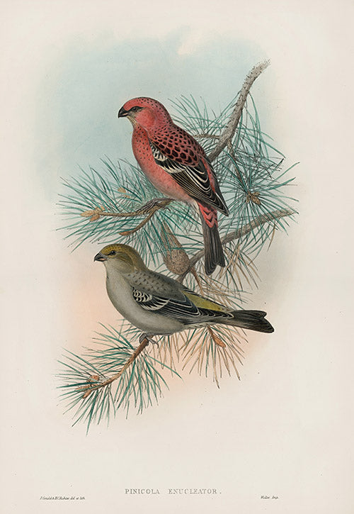 John Gould Birds Britain Pine Grosbeak
