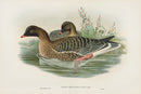 John Gould Birds Britain Pink-footed Goose - Panteek Antique Prints