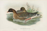 John Gould Birds Britain Pink-footed Goose - Panteek Antique Prints