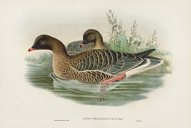 John Gould Birds Britain Pink-footed Goose