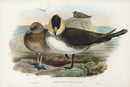 John Gould Birds Britain Pomatorhine Skua - Panteek Antique Prints