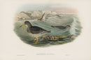 John Gould Birds Britain Purple Sandpiper - Panteek Antique Prints