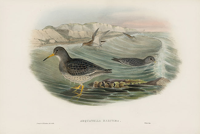 John Gould Birds Britain Purple Sandpiper