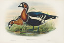 John Gould Birds Britain Red-breasted Goose - Panteek Antique Prints