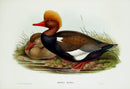 John Gould Birds Britain Red-crested Duck - Panteek Antique Prints