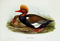 John Gould Birds Britain Red-crested Duck - Panteek Antique Prints