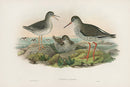 John Gould Birds Britain Redshank - Panteek Antique Prints