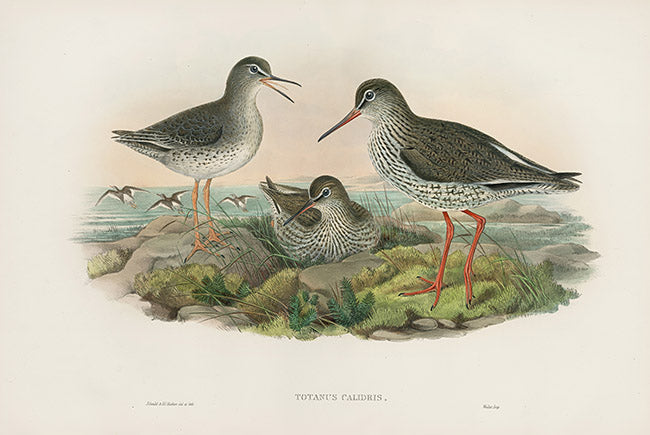 John Gould Birds Britain Redshank