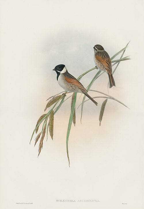 John Gould Birds Britain Reed Bunting