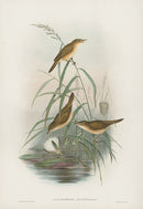 John Gould Birds Britain Reed Warbler - Panteek Antique Prints