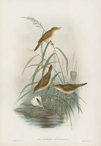 John Gould Birds Britain Reed Warbler - Panteek Antique Prints
