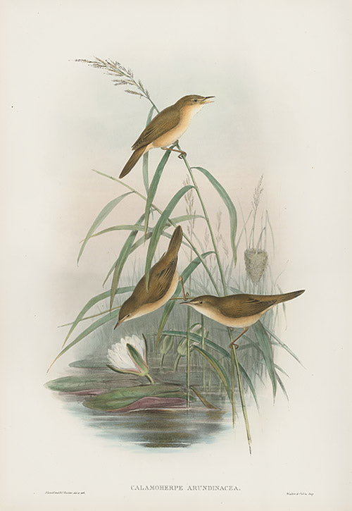John Gould Birds Britain Reed Warbler