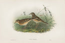 John Gould Birds Britain Richard's Pipit - Panteek Antique Prints