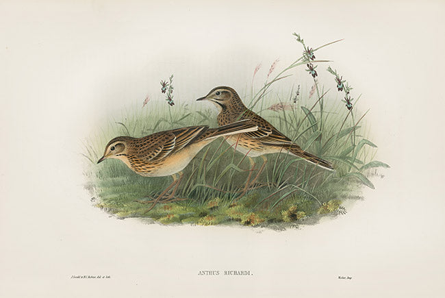 John Gould Birds Britain Richard's Pipit
