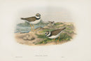 John Gould Birds Britain Ringed Plover - Panteek Antique Prints