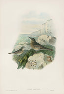 John Gould Birds Britain Rock Pipit - Panteek Antique Prints