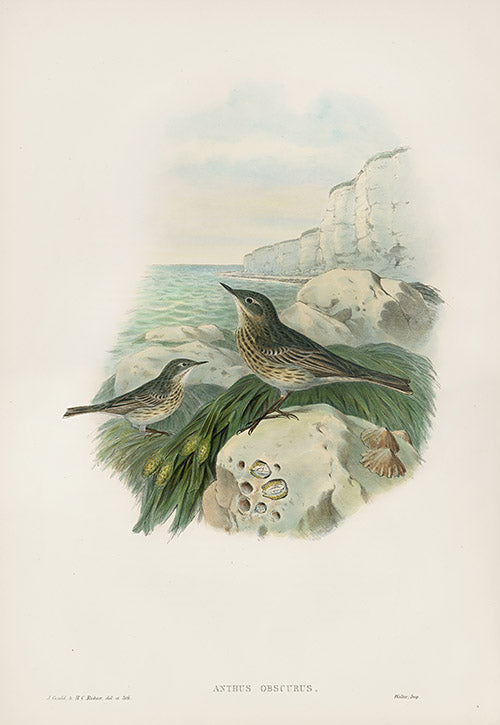John Gould Birds Britain Rock Pipit
