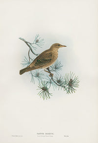 John Gould Birds Britain Rose-coloured Pastor - Panteek Antique Prints