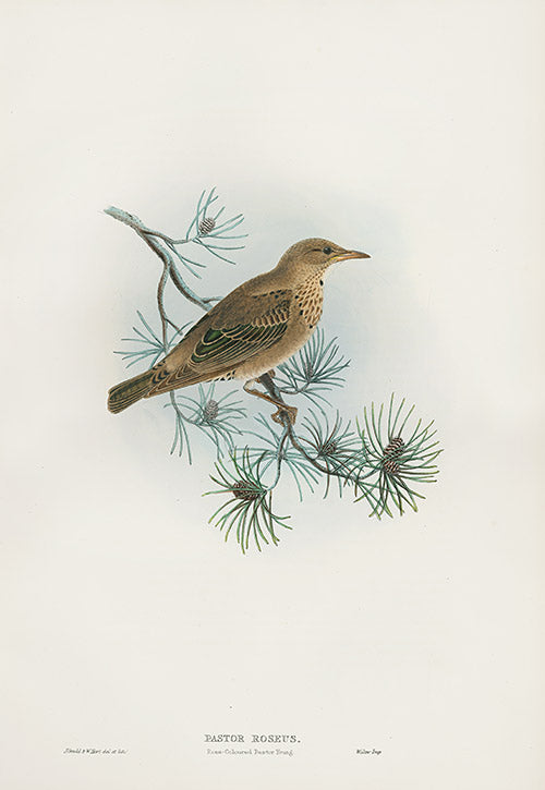 John Gould Birds Britain Rose-coloured Pastor