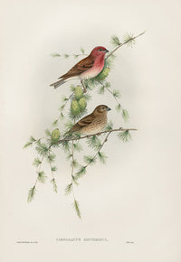 John Gould Birds Britain Rosefinch - Panteek Antique Prints