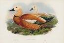 John Gould Birds Britain Ruddy Sheldrake - Panteek Antique Prints