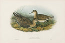 John Gould Birds Britain Ruff and Reeve - Panteek Antique Prints