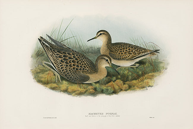 John Gould Birds Britain Ruff and Reeve