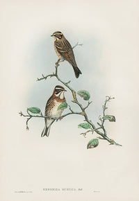 John Gould Birds Britain Rustic Bunting - Panteek Antique Prints