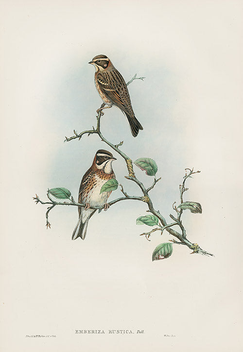 John Gould Birds Britain Rustic Bunting