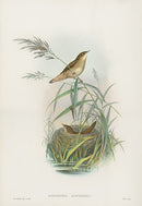 John Gould Birds Britain Savi's Warbler - Panteek Antique Prints