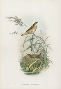John Gould Birds Britain Savi's Warbler - Panteek Antique Prints