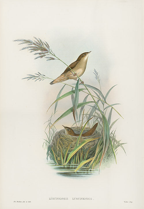 John Gould Birds Britain Savi's Warbler