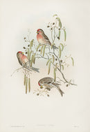John Gould Birds Britain Scarlet Bullfinch - Panteek Antique Prints