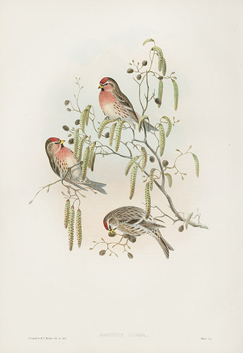 John Gould Birds Britain Scarlet Bullfinch