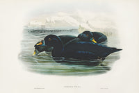 John Gould Birds Britain Scoter - Panteek Antique Prints