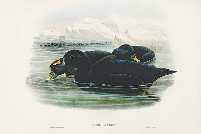 John Gould Birds Britain Scoter