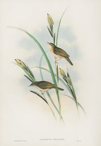 John Gould Birds Britain Sedge Warbler - Panteek Antique Prints