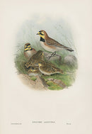 John Gould Birds Britain Shore Lark - Panteek Antique Prints