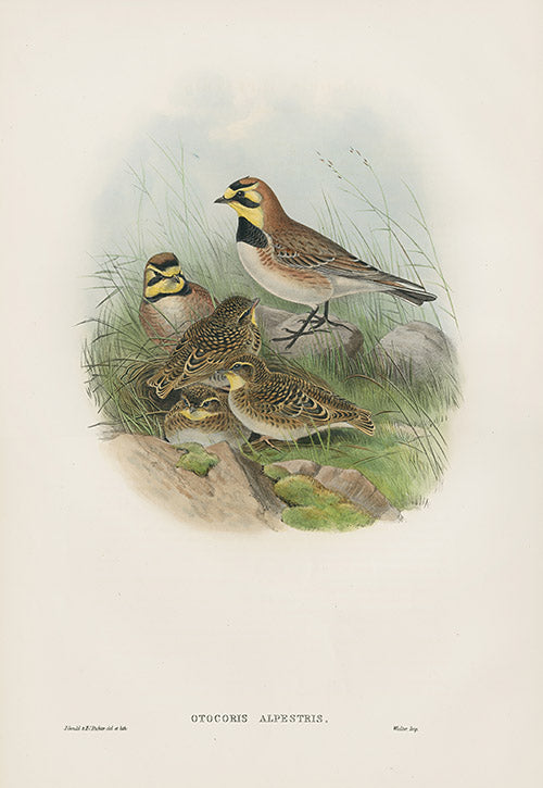 John Gould Birds Britain Shore Lark