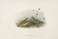 John Gould Birds Britain Short-toed Lark - Panteek Antique Prints