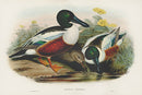 John Gould Birds Britain Shoveller Duck - Panteek Antique Prints
