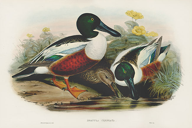 John Gould Birds Britain Shoveller Duck