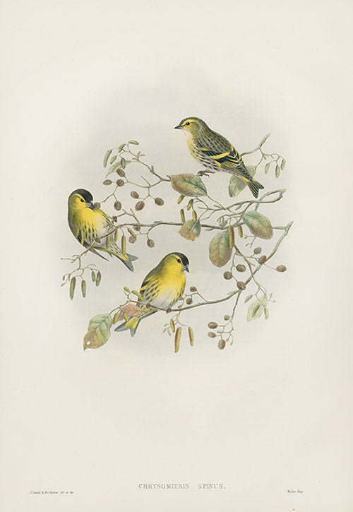 John Gould Birds Britain Siskin