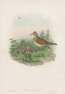 John Gould Birds Britain Sky Lark - Panteek Antique Prints