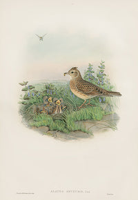 John Gould Birds Britain Sky Lark - Panteek Antique Prints